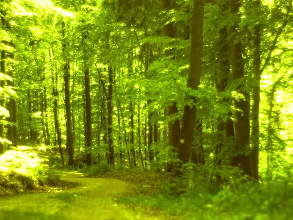 Almanya 'da ilkbaharda doğa