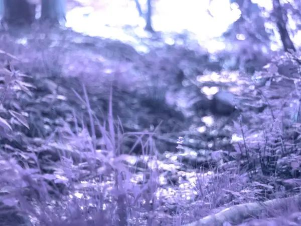 Almanya 'da ilkbaharda doğa