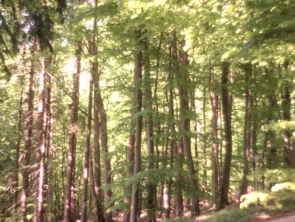 Almanya 'da ilkbaharda doğa