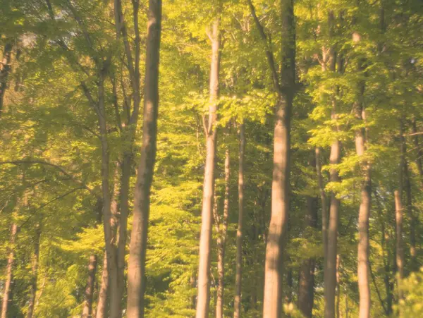 Almanya 'da ilkbaharda doğa