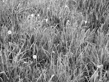 Çimlerin üzerinde güzel beyaz çiçek