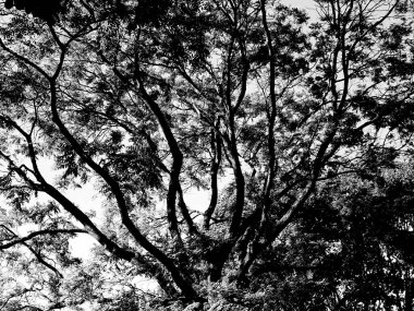 Parkın güzel manzarası