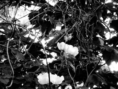 Doğanın güzel manzarası