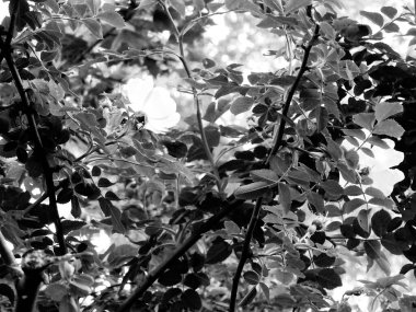 Parktaki güzel bir ağacın siyah beyaz fotoğrafı.