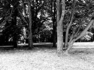 Parkın güzel manzarası