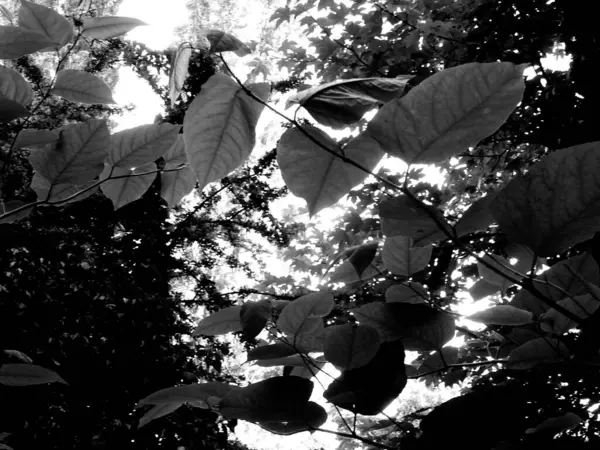 siyah ve beyaz yapraklar, bitki örtüsü