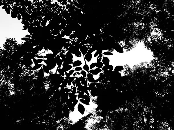 Siyah beyaz arka plan. grunge vektör arkaplanı.