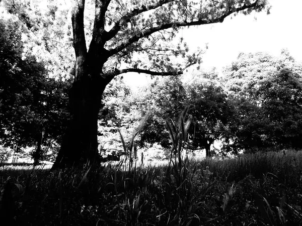 Ormandaki bir ağacın siyah beyaz fotoğrafı.