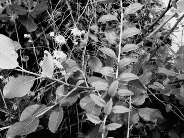 Güzel botanik fotoğrafı, doğal duvar kağıdı.