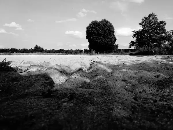 Bir ağaç tarlasının siyah beyaz fotoğrafı