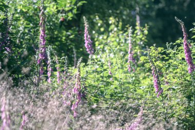 Ormanda güzel çiçekler
