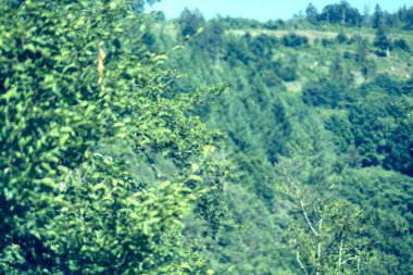 Yazın dağ ormanlarında