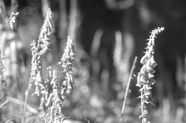 siyah ve beyaz çiçekler