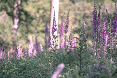 Ormanda güzel çiçekler