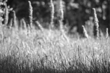 Çayırdaki kuru otların siyah ve beyaz görüntüsü