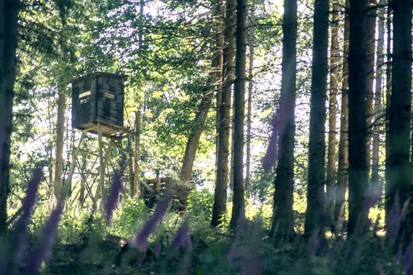 Şehir parkının güzel manzarası