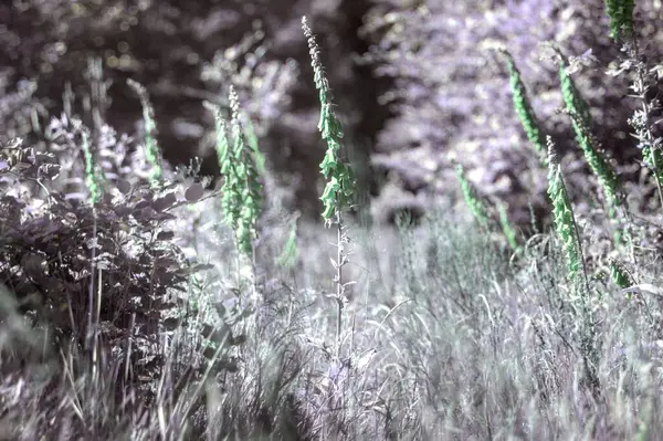 Güzel botanik fotoğrafı, doğal duvar kağıdı.