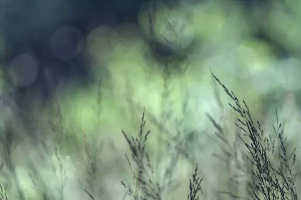 Güzel botanik fotoğrafı, doğal duvar kağıdı.