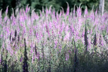 Parktaki güzel çiçekler.