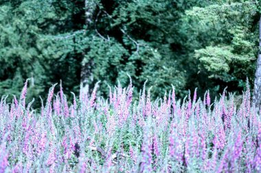 Bahçedeki güzel çiçekler