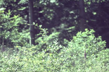 Ormanda yeşil çimenler