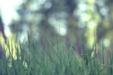Bokeh ile bulanık çimen arkaplanı
