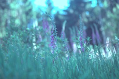 yeşil yapraklar, bitkiler ve yapraklar