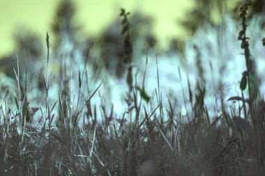 Güzel botanik fotoğrafı, doğal duvar kağıdı.