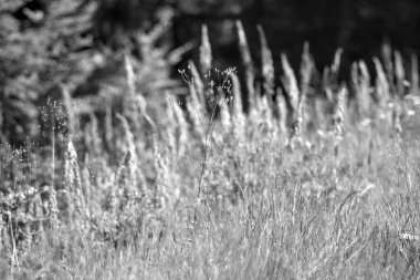  Avrupa 'da yaz mevsimi