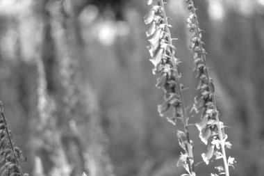  Avrupa 'da yaz mevsimi