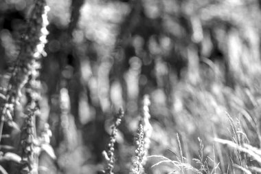 Siyah-beyaz bir bitkinin yakınında.