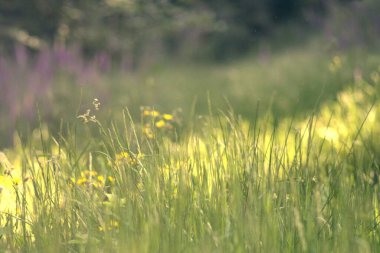 Bahçedeki güzel çiçekler