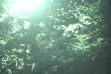 Ormanda yeşil yapraklar