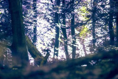 Sabah güzel orman manzarası