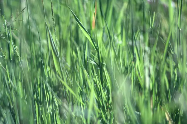 Çim alan arka planı. Kapat.