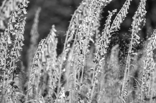 Güzel botanik fotoğrafı, doğal duvar kağıdı.