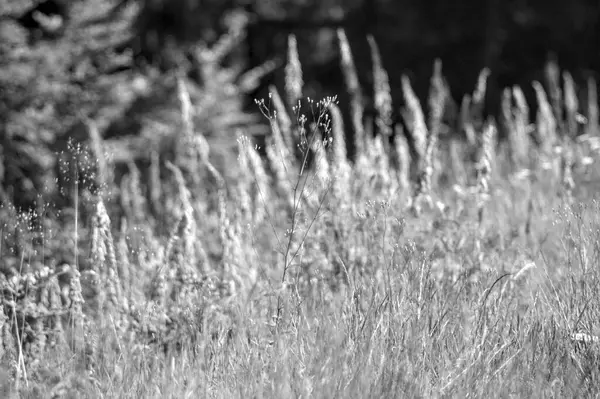  Avrupa 'da yaz mevsimi