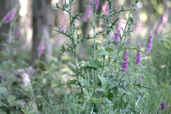 Ormanda güzel çiçekler