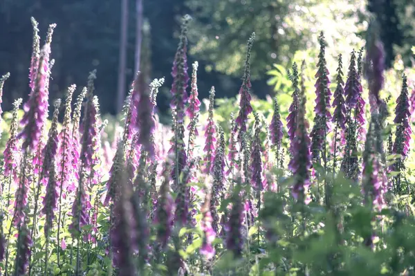 Bahçedeki güzel çiçekler