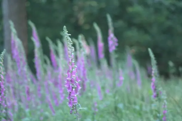 Bahçedeki güzel pembe çiçekler
