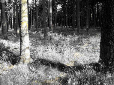 Ormandaki genç bir adamın siyah beyaz fotoğrafı.