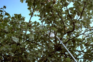 Bahçede yeşil yapraklar