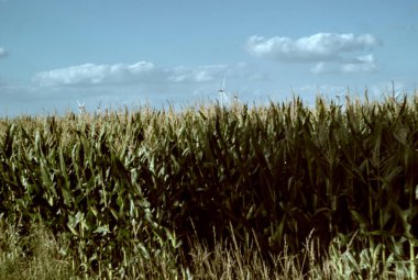 Mavi gökyüzü olan mısır tarlası
