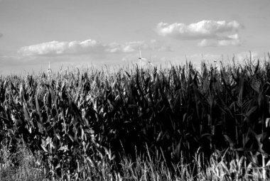 Mısır tarlası ve mavi gökyüzü