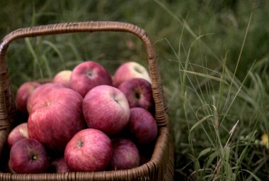 Tahta bir masada taze olgun kırmızı elmalar sepeti.