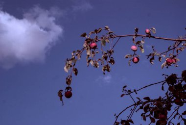 Ağaç dalları, bitki örtüsü ve doğa