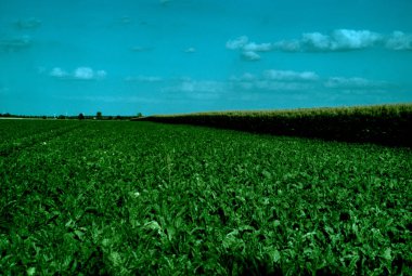Mavi gökyüzü olan yeşil bir tarla.
