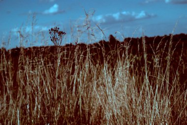 Doğanın güzel manzarası