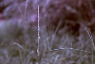 Güzel botanik fotoğrafı, doğal duvar kağıdı.