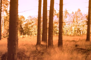 Sonbahar ormanı sabahları